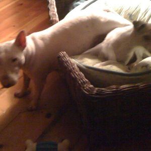 Meet your Posher, Robin